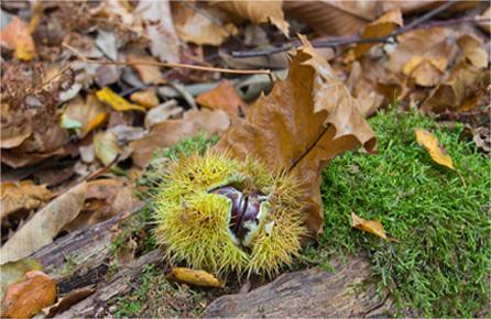 网站攻击工具手机版